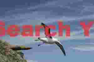 Black browed albatross take-off