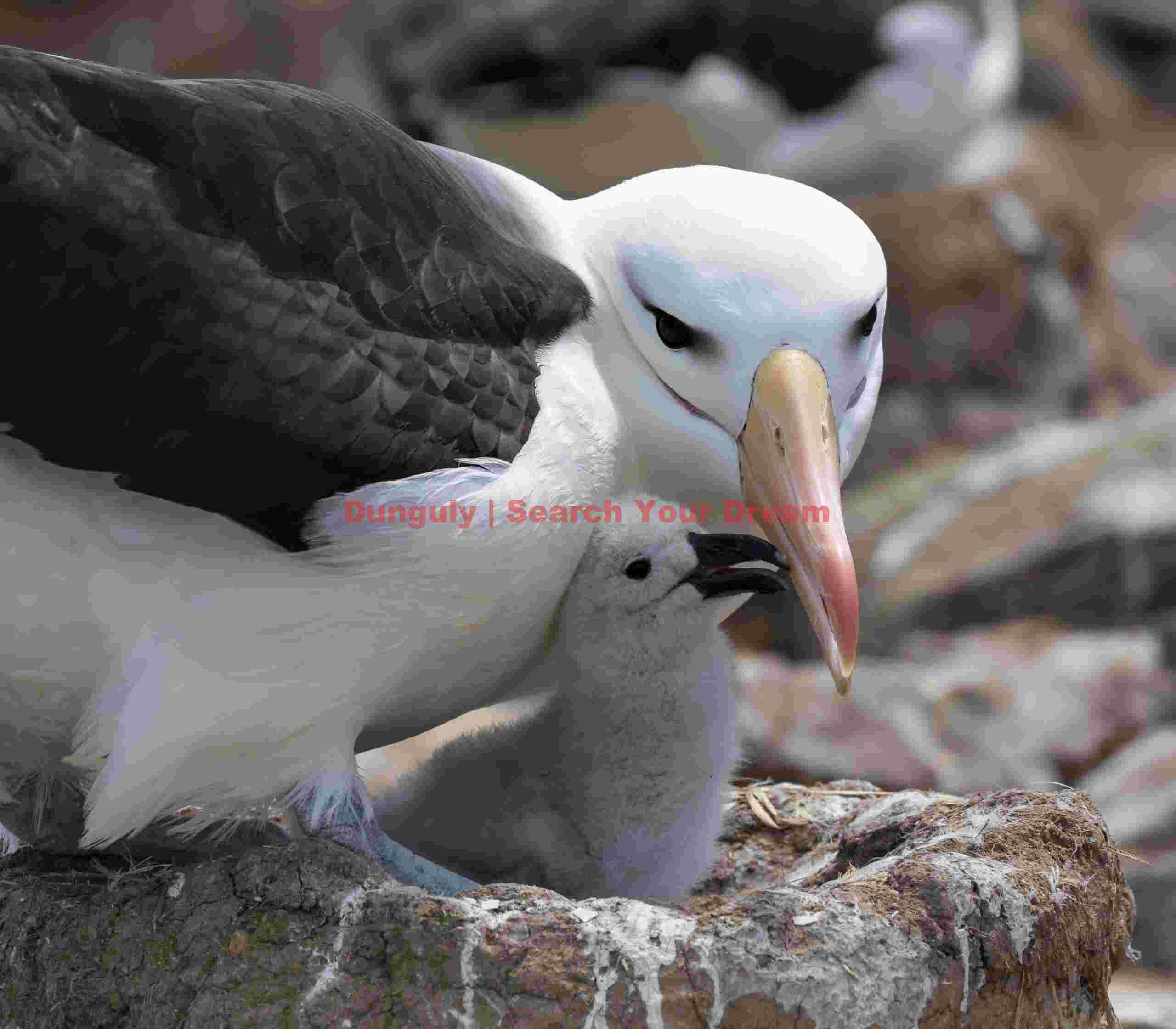 Black-browed albatross with chick; Steeple Jason, Falkland Islands Title: Black-browed albatross with chick