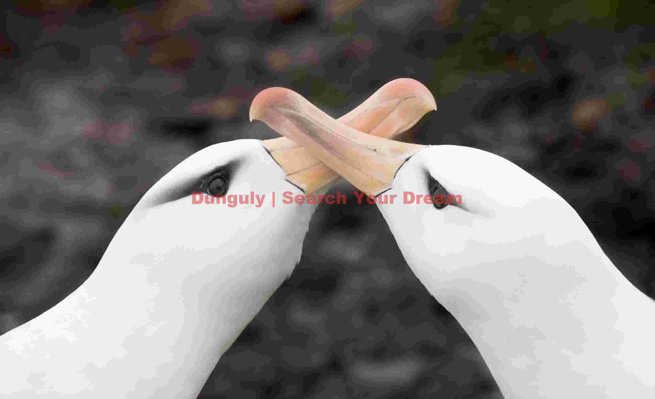 Black-browed albatross with crossed bills; Saunders Island, Falkland Islands Black-browed albatross with crossed bills