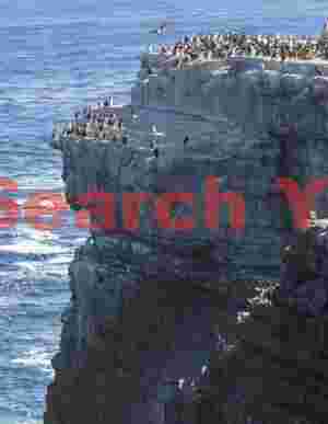 Blue-eyed shag colony on cliffs