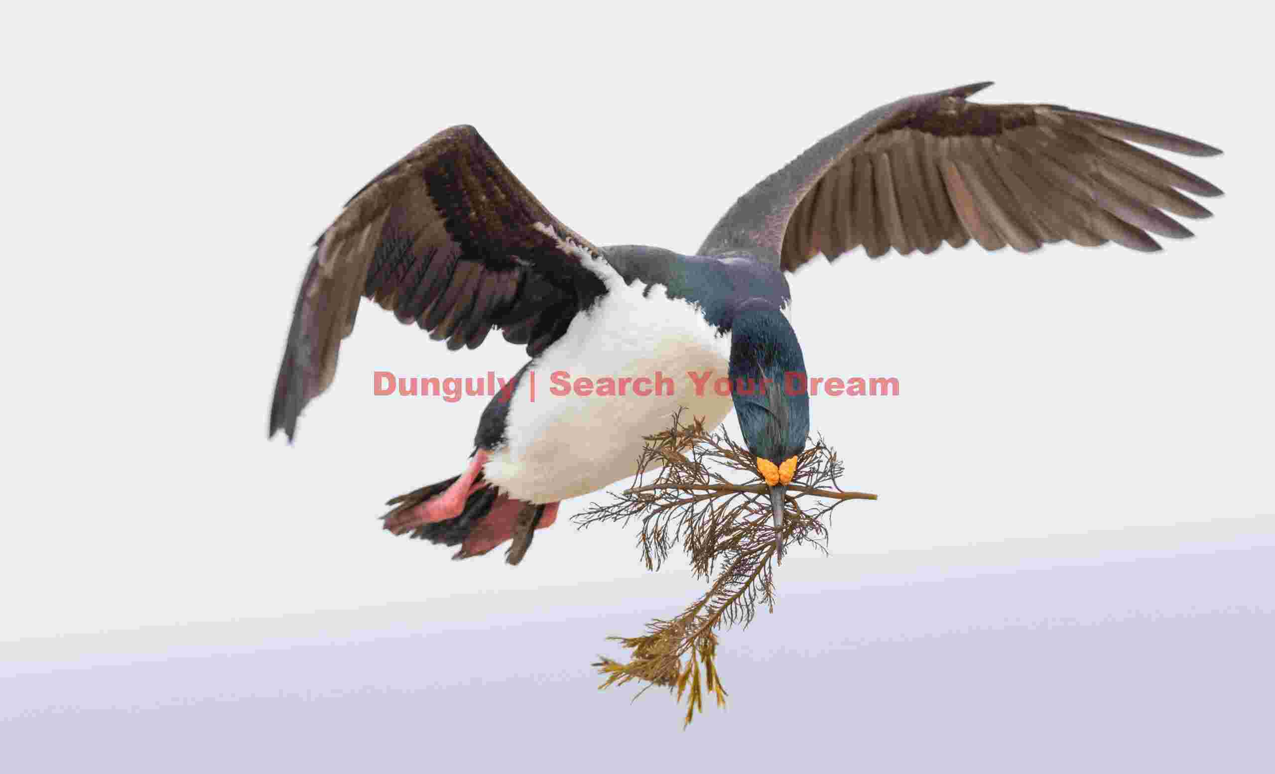 Blue-eyed shag in flight with nesting material #2; Falkland Islands Blue-eyed shag in flight with nesting material #2