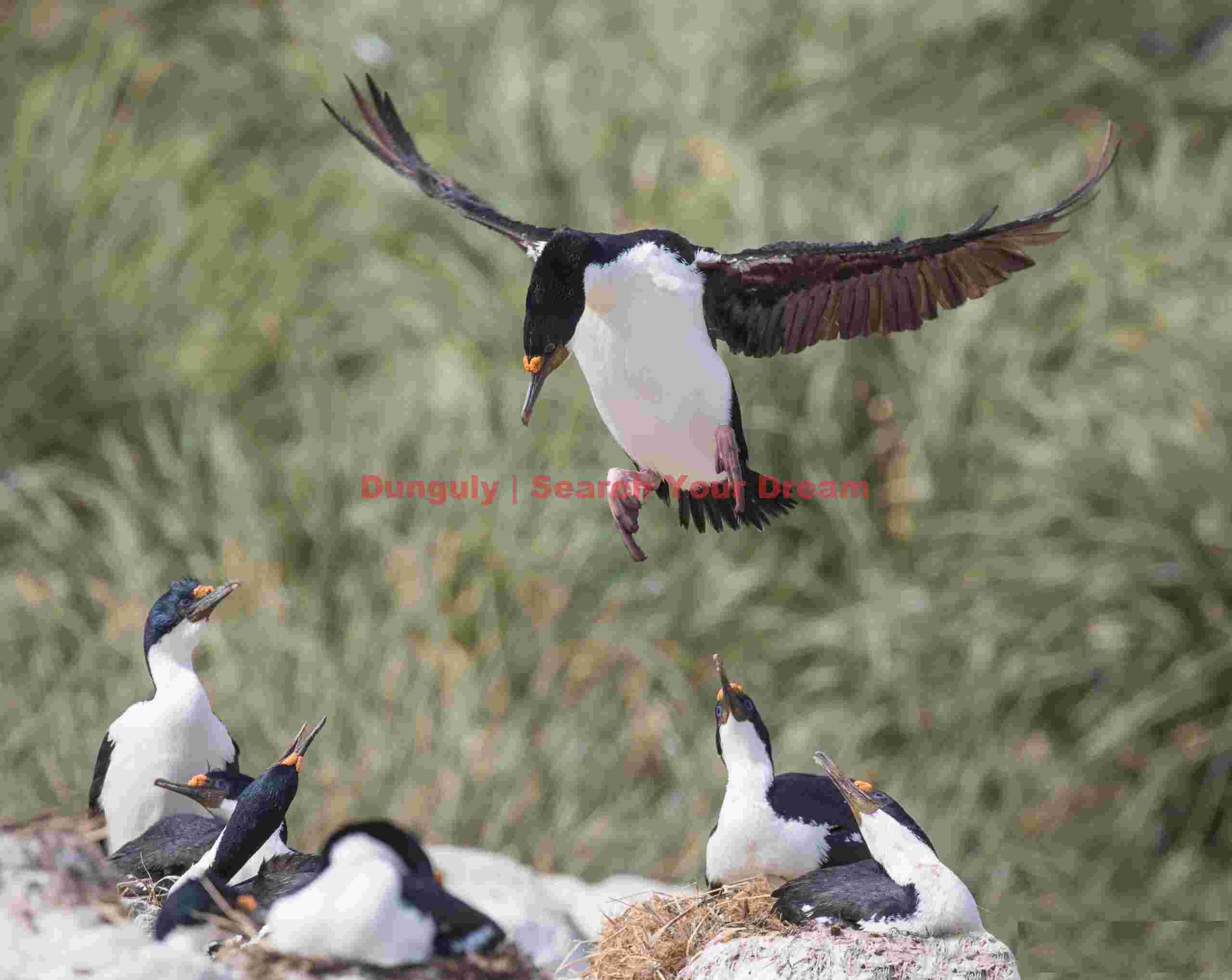 Blue-eyed shag landing amidst onlookers; Grand Jason, Falkland Islands Blue-eyed shag landing amidst onlookers