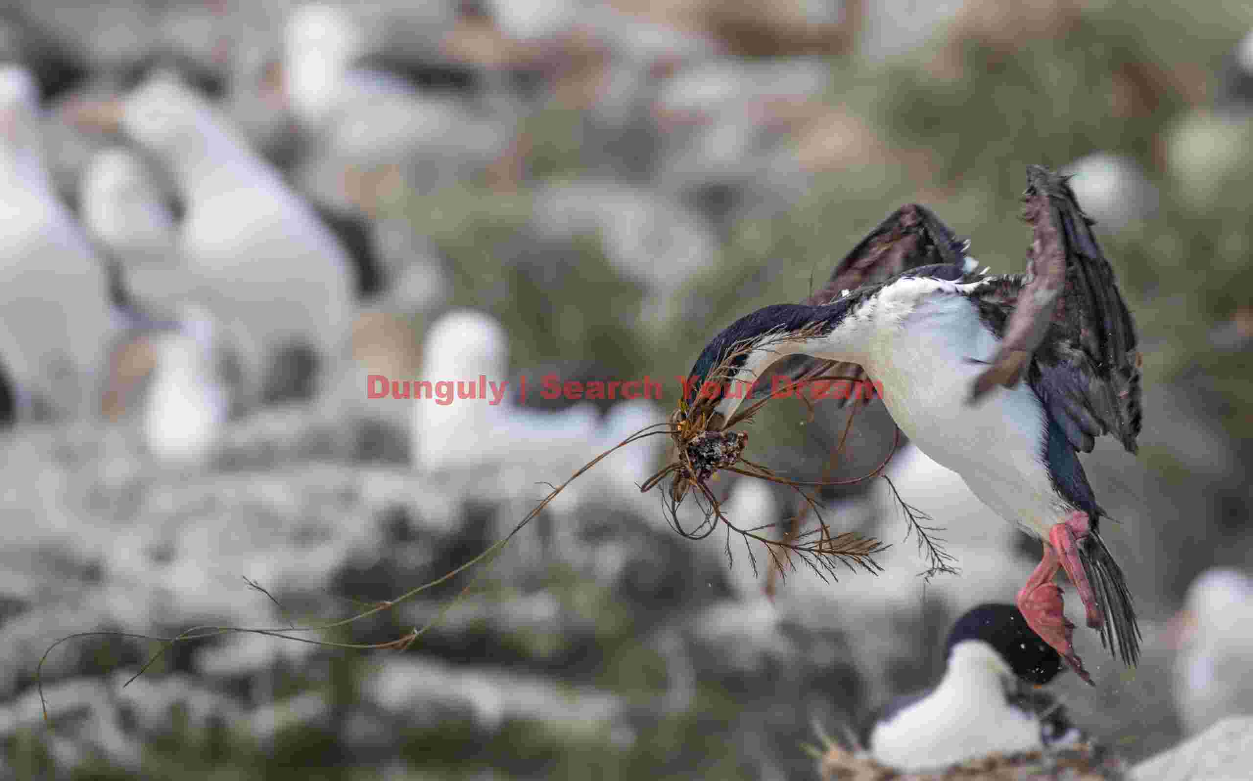 Blue-eyed shag landing with strings of nesting material; Grand Jason, Falkland Islands Blue-eyed shag landing with strings of nesting material