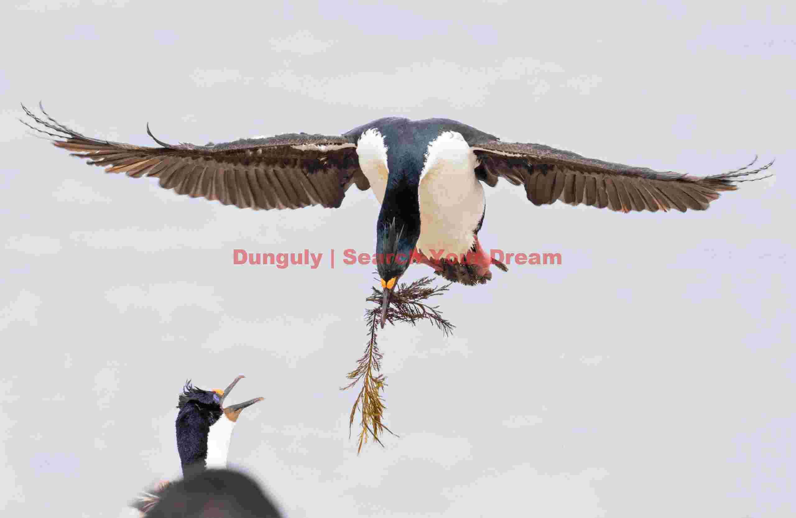 Blue-eyed shag with nesting material being greeted for landing #1; Falkland Islands Blue-eyed shag with nesting material being greeted for landing #1