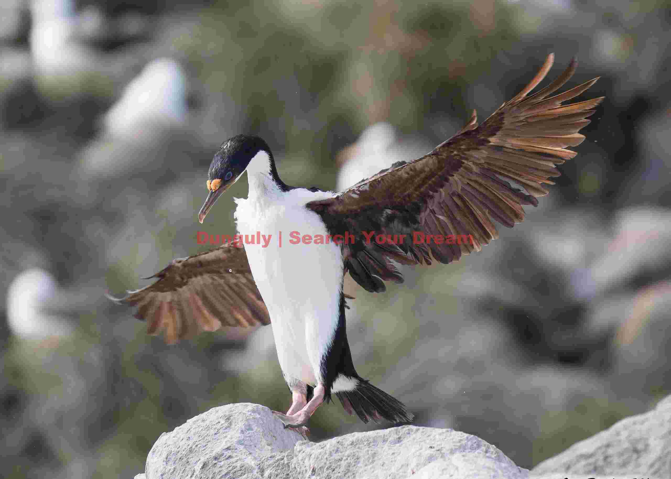 Blue-eyed shag with wings outstretched; Grand Jason, Falkland Islands Blue-eyed shagflight blur
