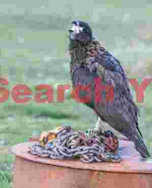 Caracara on chains