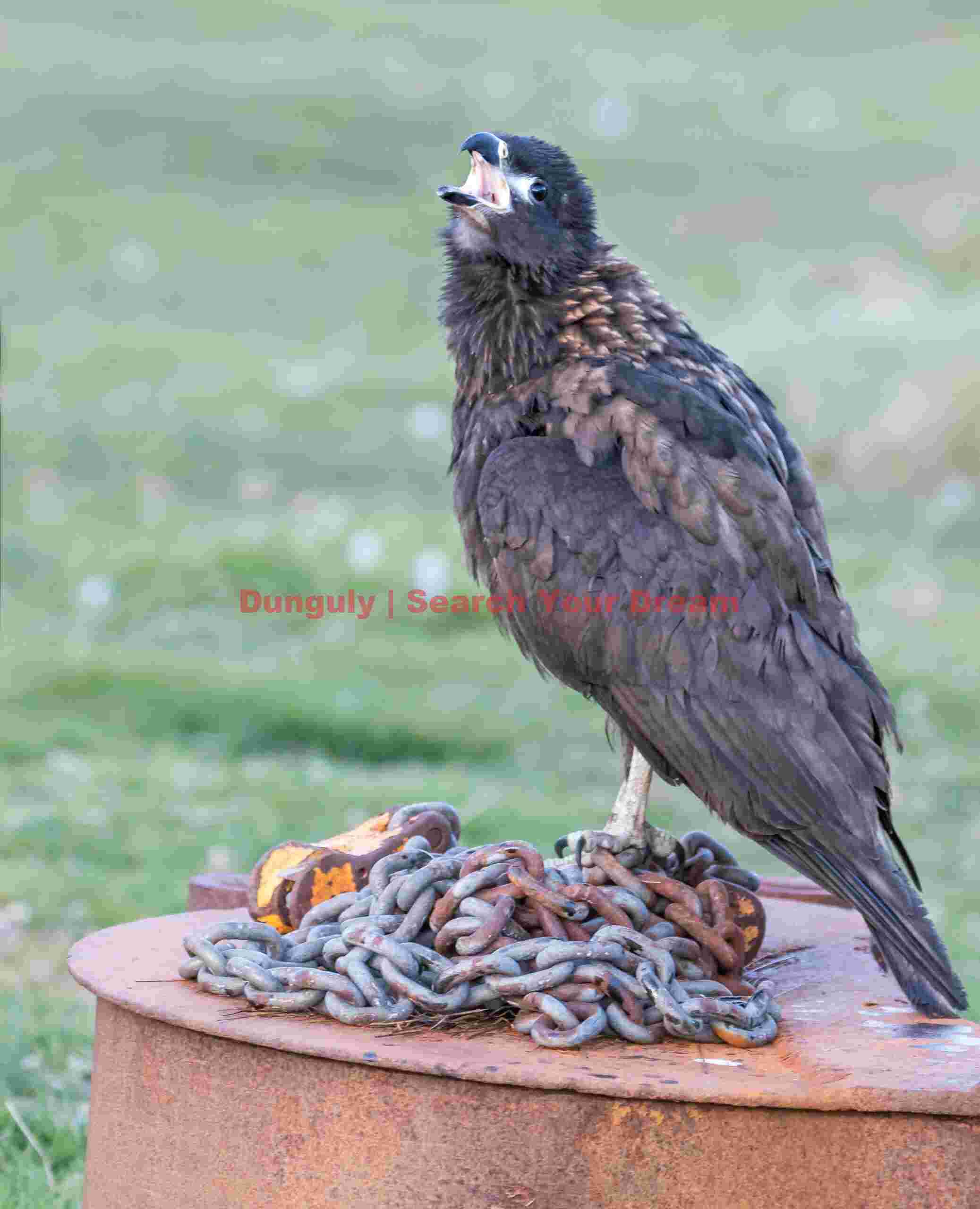 Caracara on chains; Carcass Island, Falkland Islands Caracara on chains