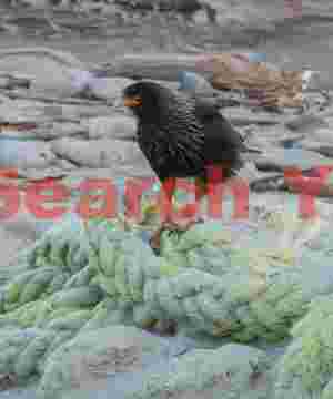 Caracara on hawser