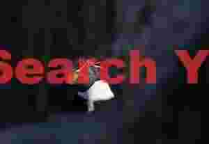 Chiaroscuro rockhopper penguin