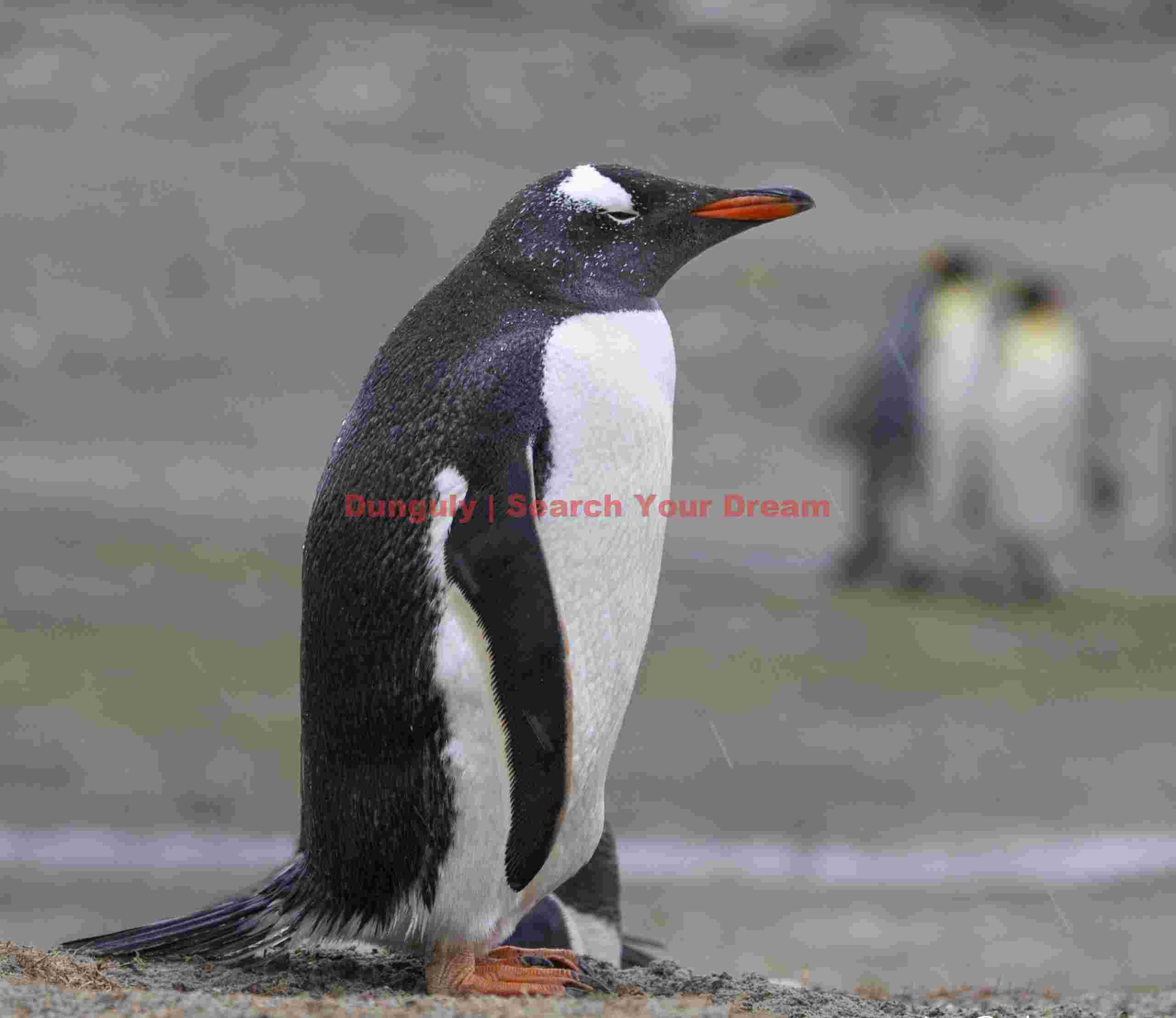 Contemplative gentoo; Falkland Islands Contemplative gentoo