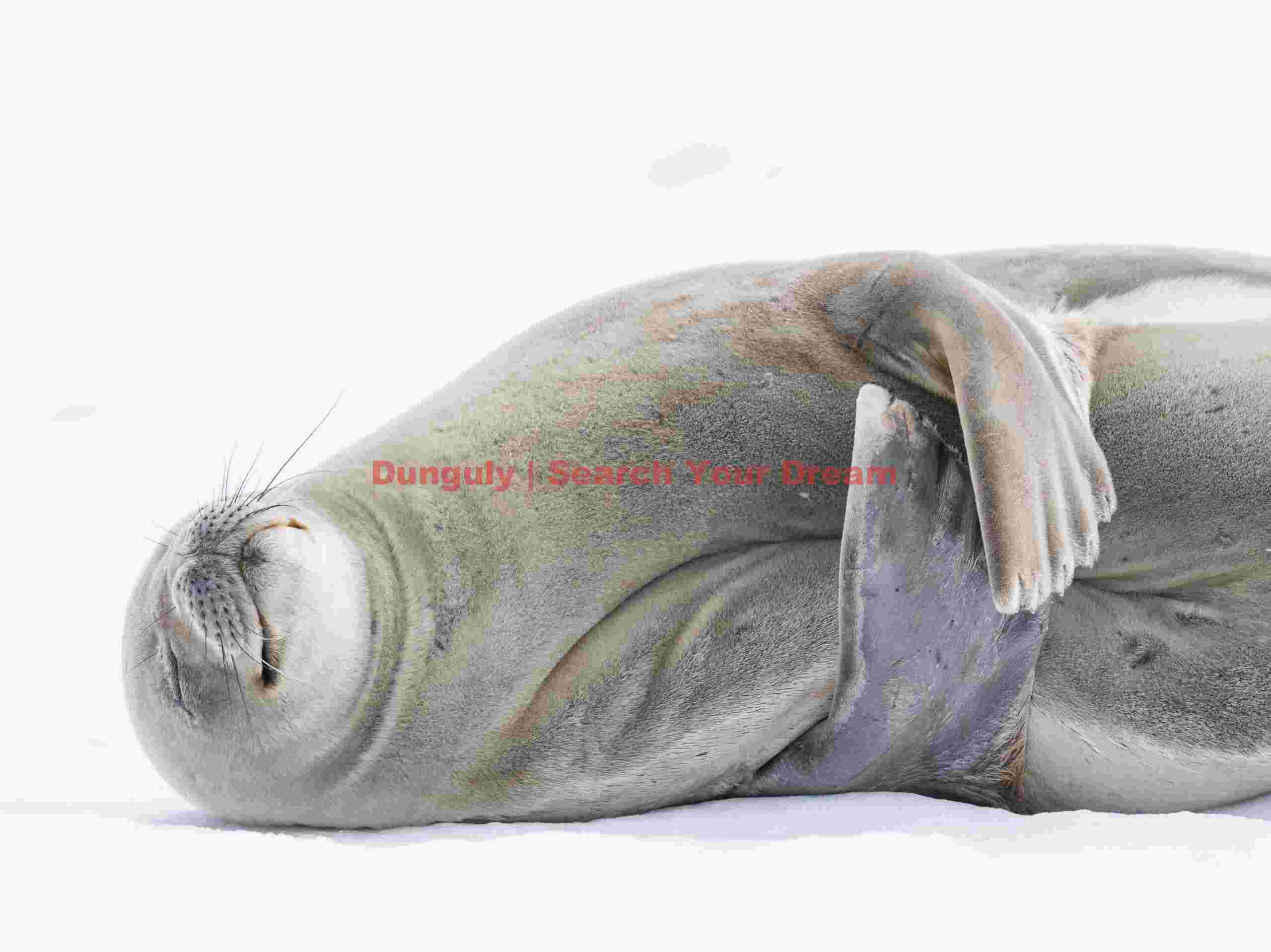 Contented snooze; Weddell seal, Larsen Harbour, South Georgia Contented snooze captured in Weddell seal
