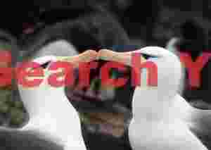Courting black-browed albatross