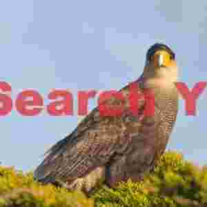 Crested caracara head-on
