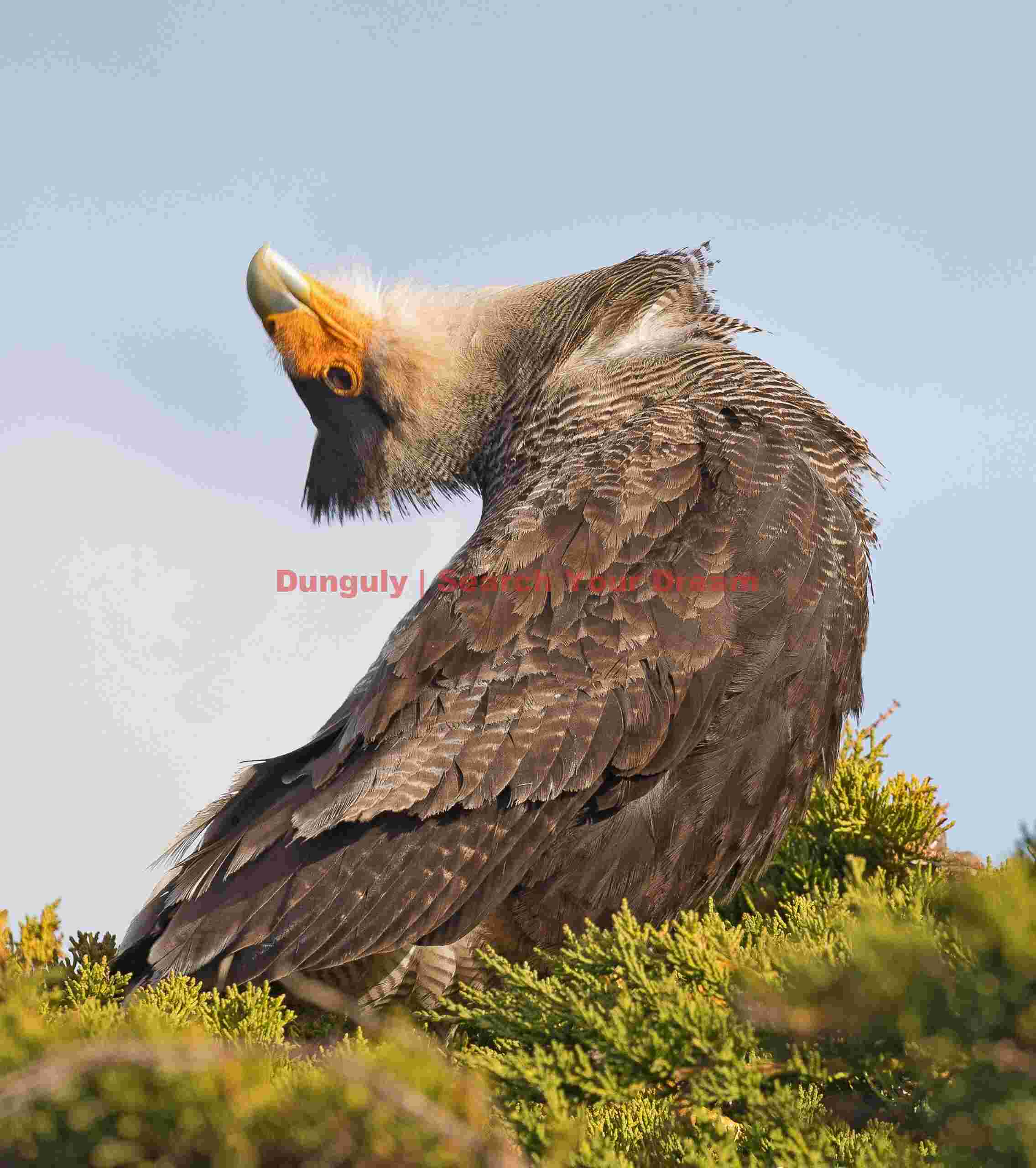 Crested caracara head-throw; Carcass Island, Falklands Crested caracara head-throw