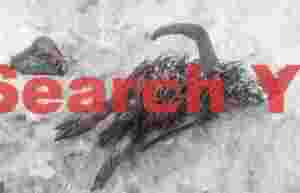 Dead oakum boy captured in Right Whale Bay.