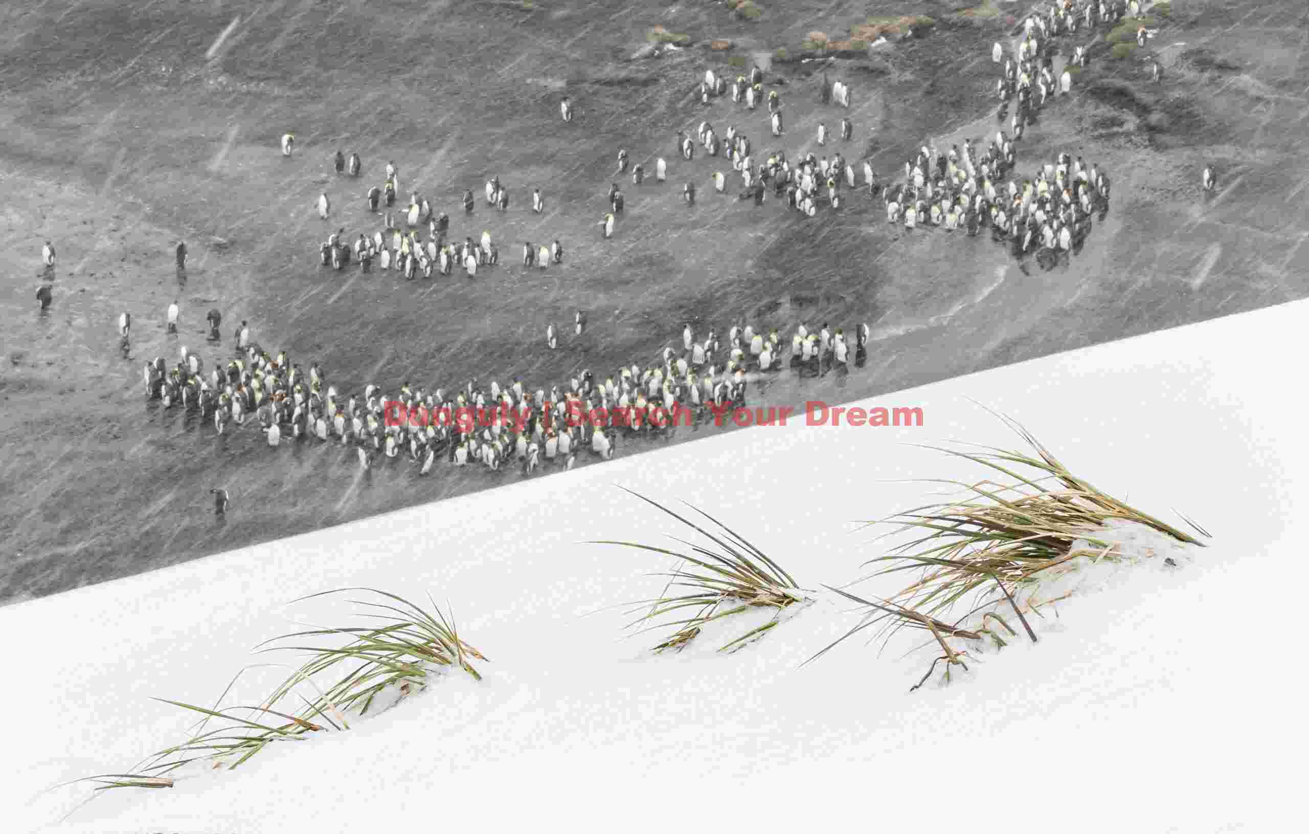 Diagonal snow bank framing king penguin colony; Salisbury Plain, South Georgia Diagonal snow bank framing king penguin colony
