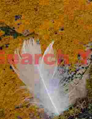Downy albatross feather on yellow lichen