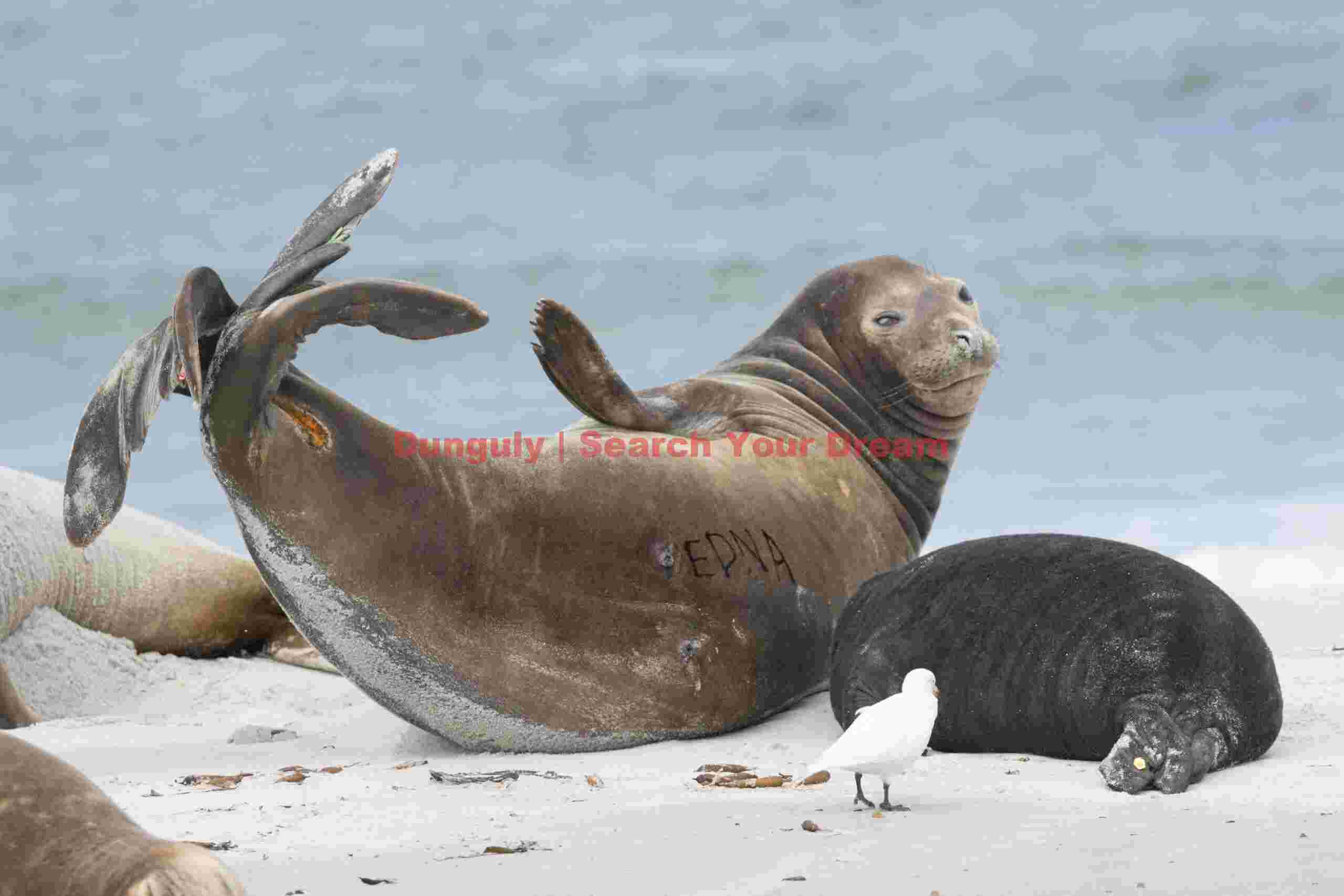 Elephand seal stretching; Falkland Islands Elephand seal stretching