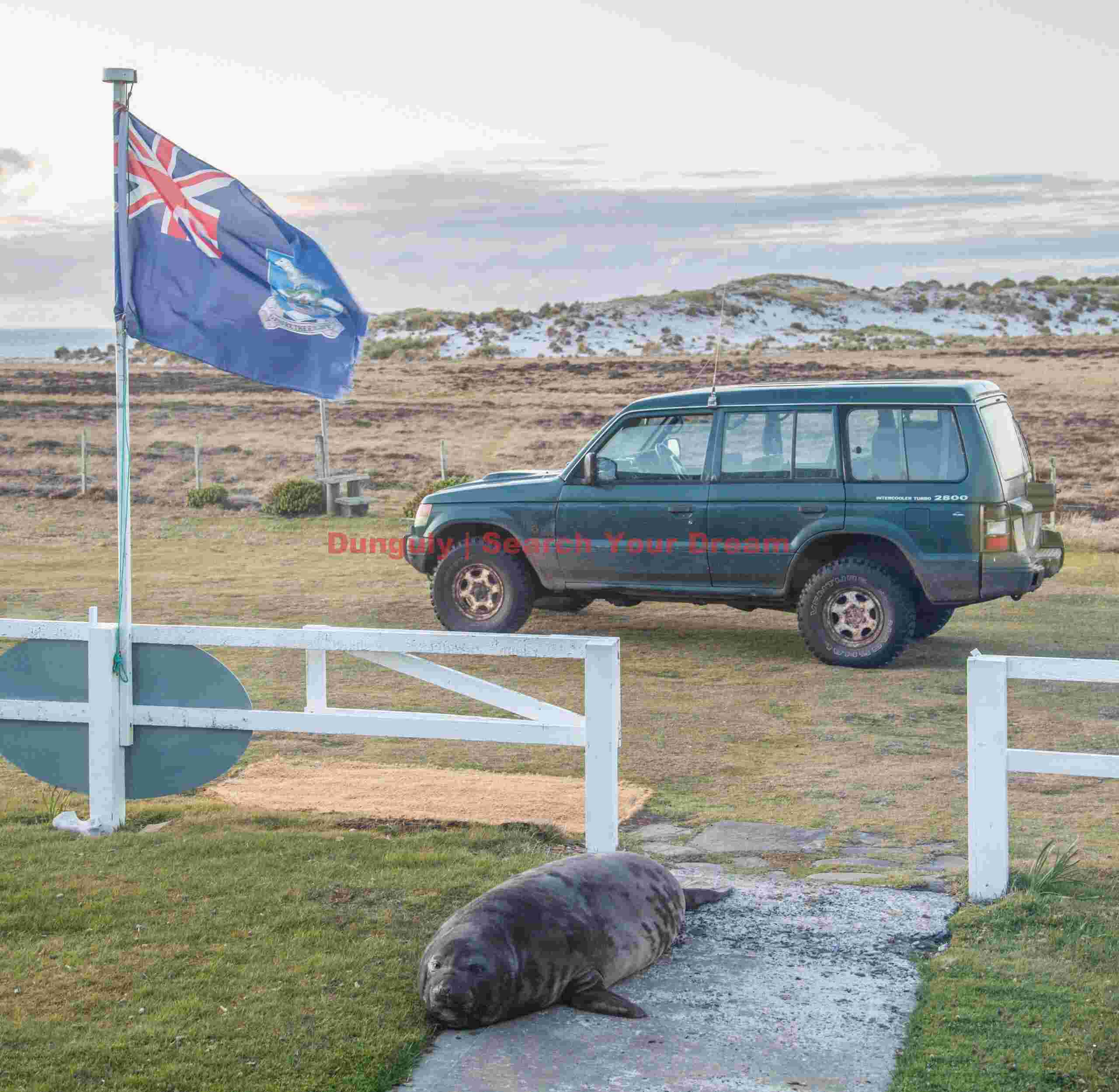 Elephant seal visiting the Lodge; Falkland Islands Elephant seal visiting the Lodge