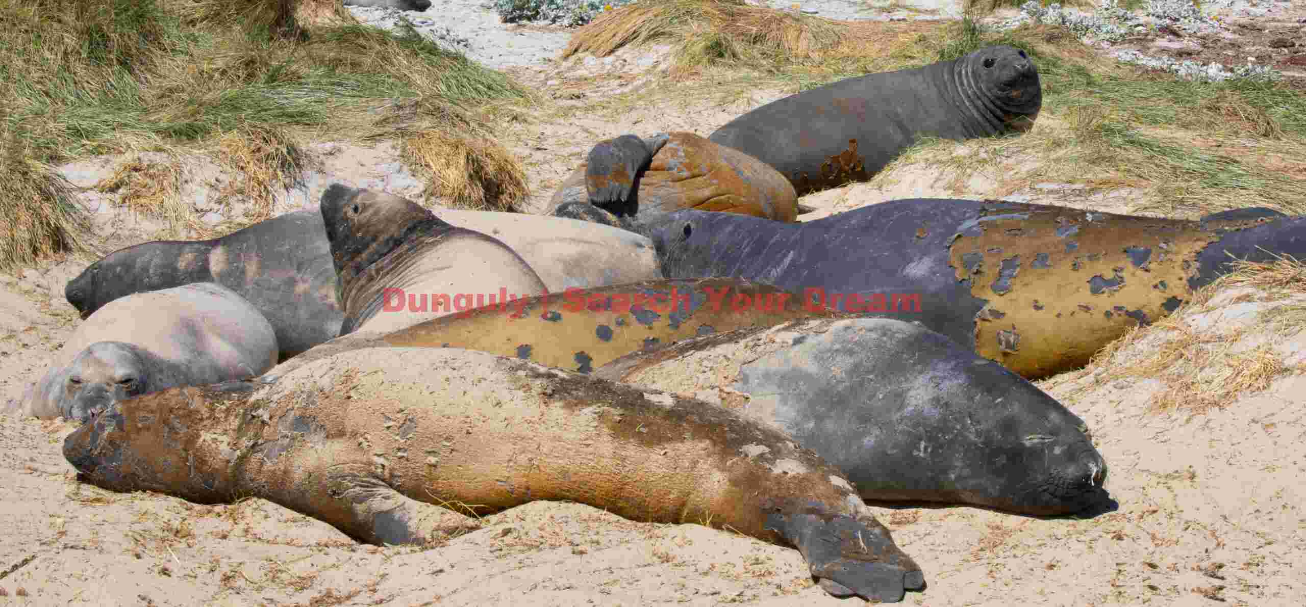 Elephant seals hanging out in the dunes; Carcass Island, Falklands Elephant seals hanging out in the dunes