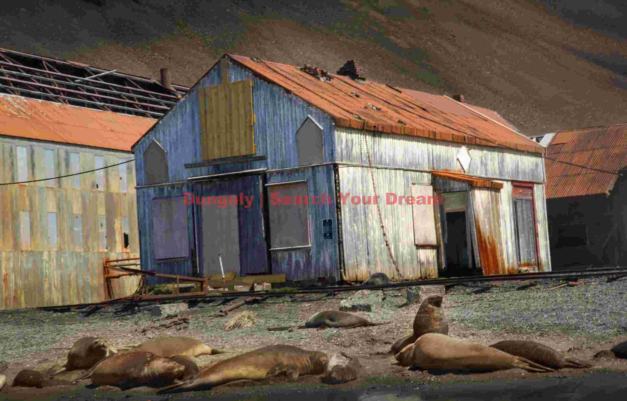 Elephant seals on the beach; Stromness whaling station, South Georgia Elephant seals on the beach