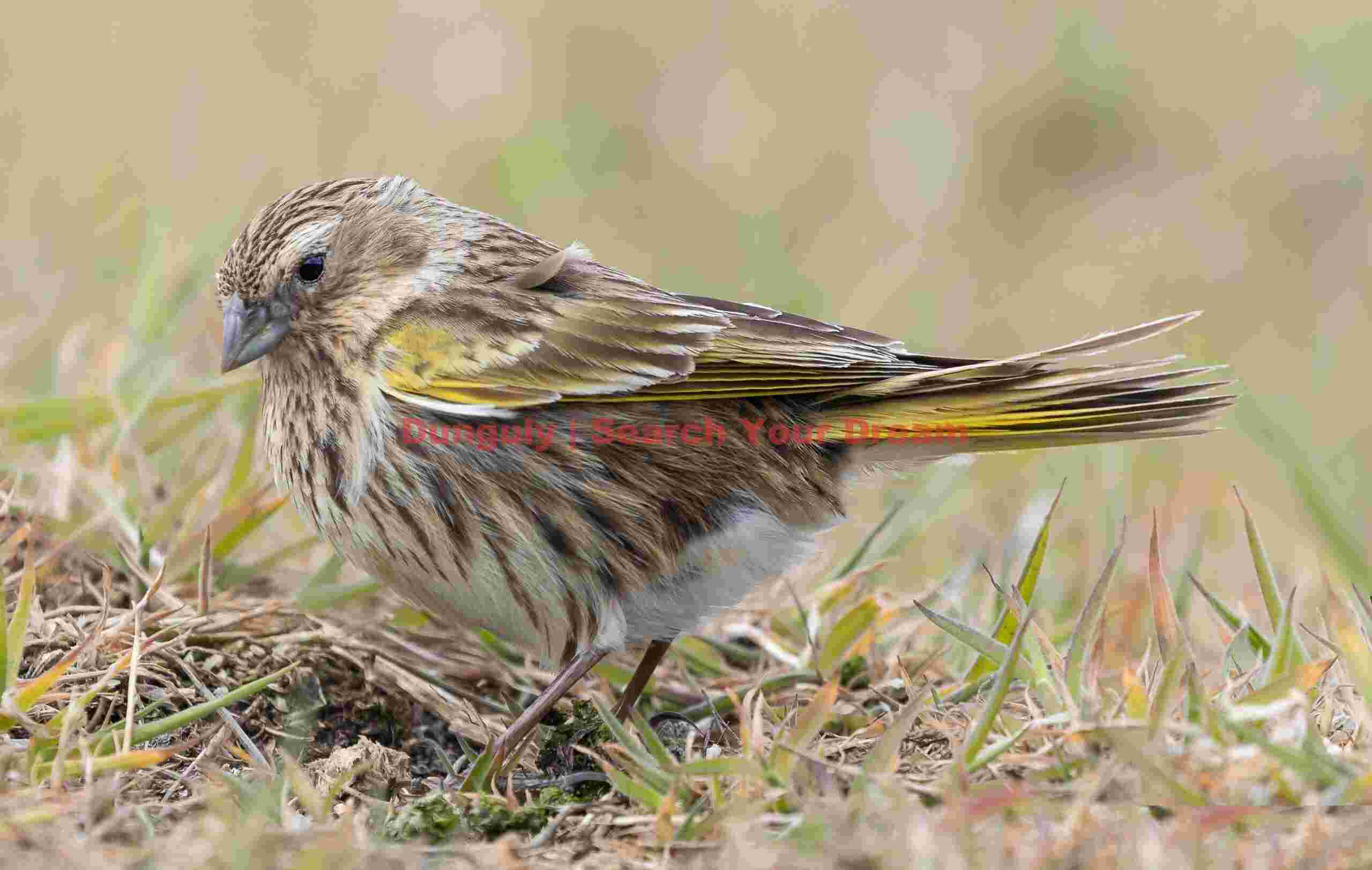 Falkland pipit; Carcass Island, Falklands Falkland pipit