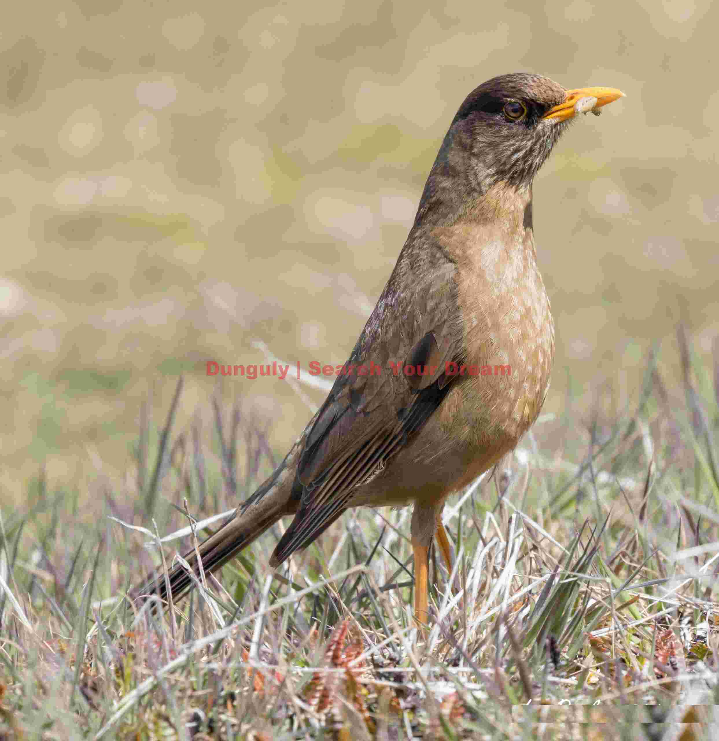 Falkland thrush; Carcass Island, Falklands Falkland thrush
