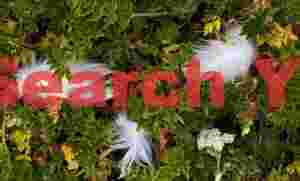 Feathers and flora