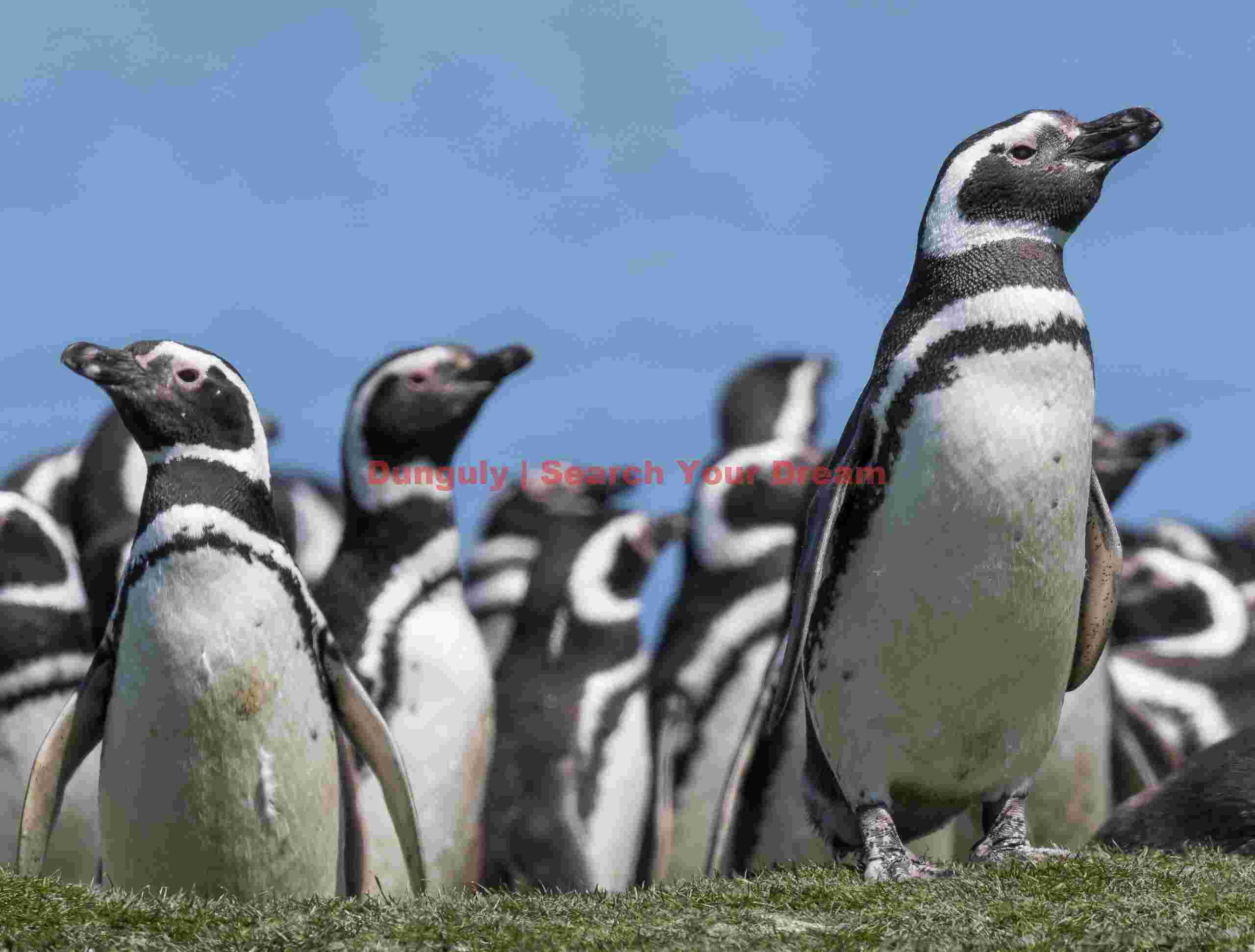 Gathering of Magellanic Penguins; Sea Lion Island, Falkland Islands Gathering of Magellanic Penguins