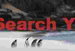Gentoo Penguins in blowing white sand before black cliffs #1