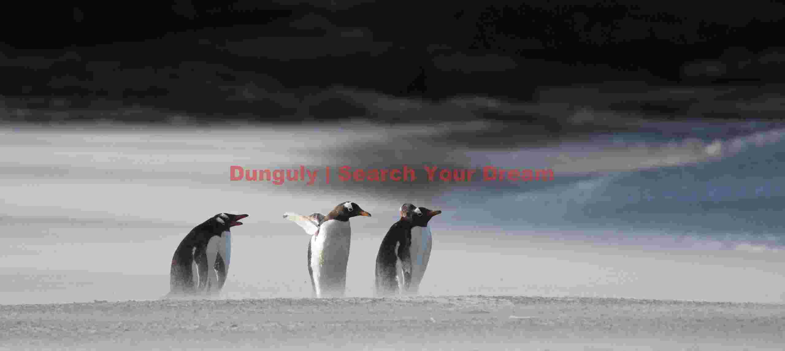 Gentoo Penguins in blowing white sand before black cliffs #2; New Island, Falkland Islands Gentoo Penguins in blowing white sand before black cliffs #2