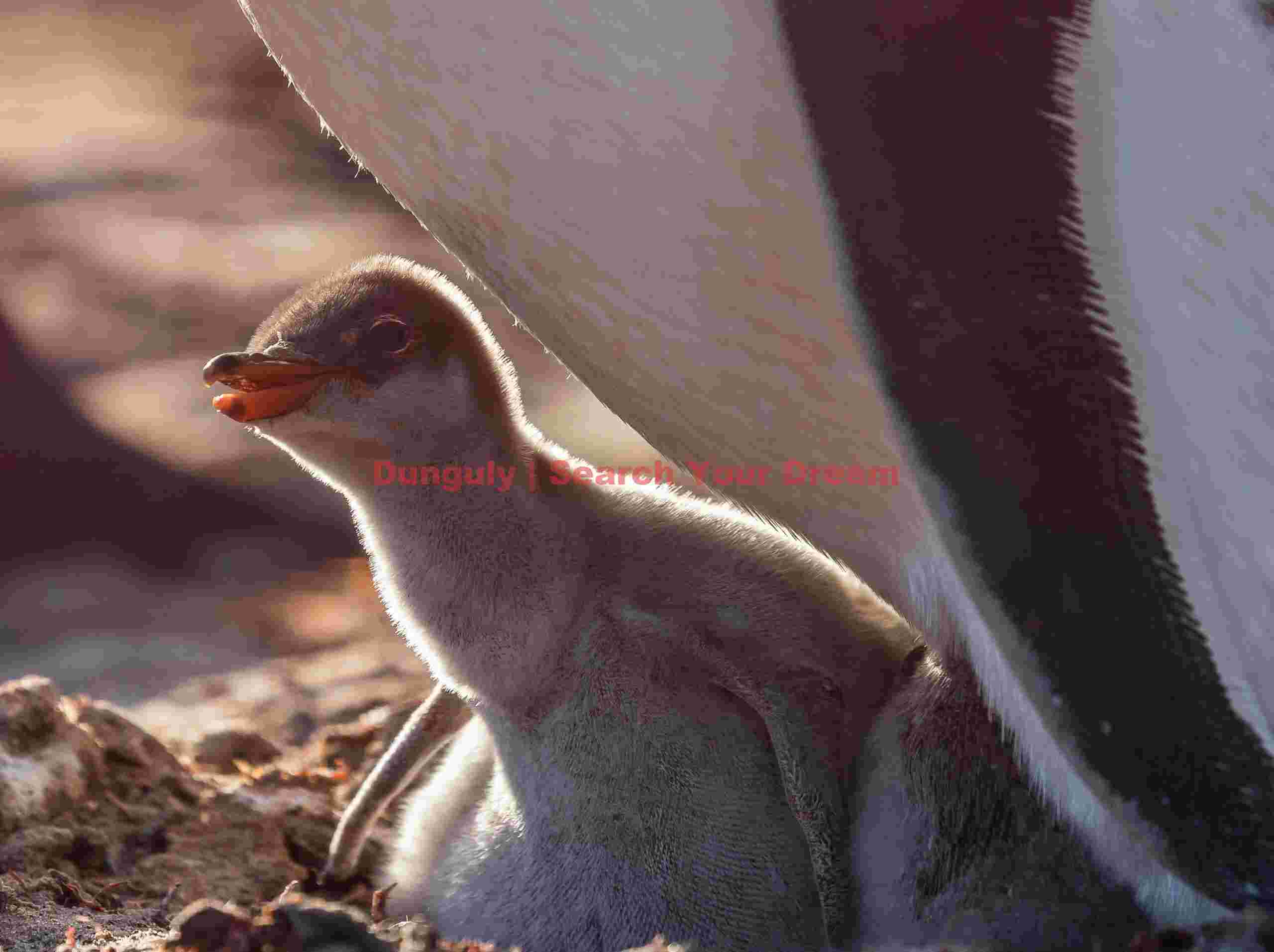 Gentoo chick with backlighting; Grave Cove, West Falkland Gentoo chick with backlighting