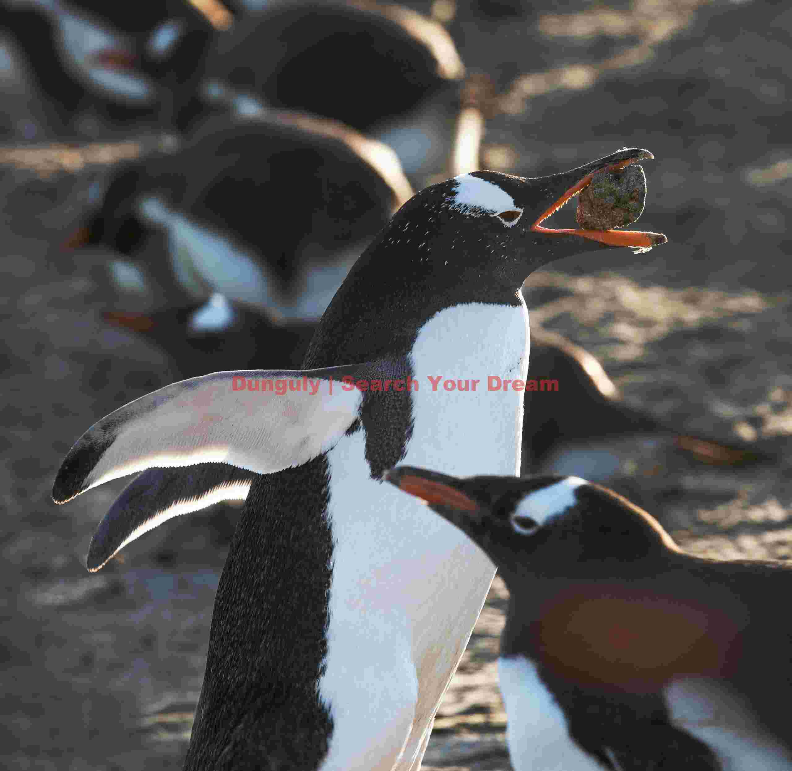 Gentoo penguin carrying pebble; Grave Cove, West Falkland Gentoo penguin carrying pebble
