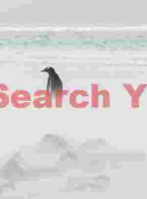 Gentoo penguin on beach with blowing sand