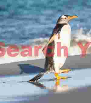 Gentoo penguin reflection on wet sand