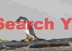 Gentoo penguin treading over roacks