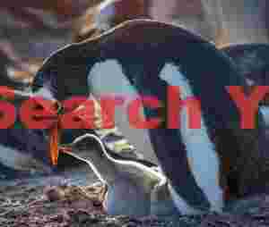 Gentoo penguin with backlit chick
