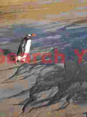 Gentoo penguin with beach patterns