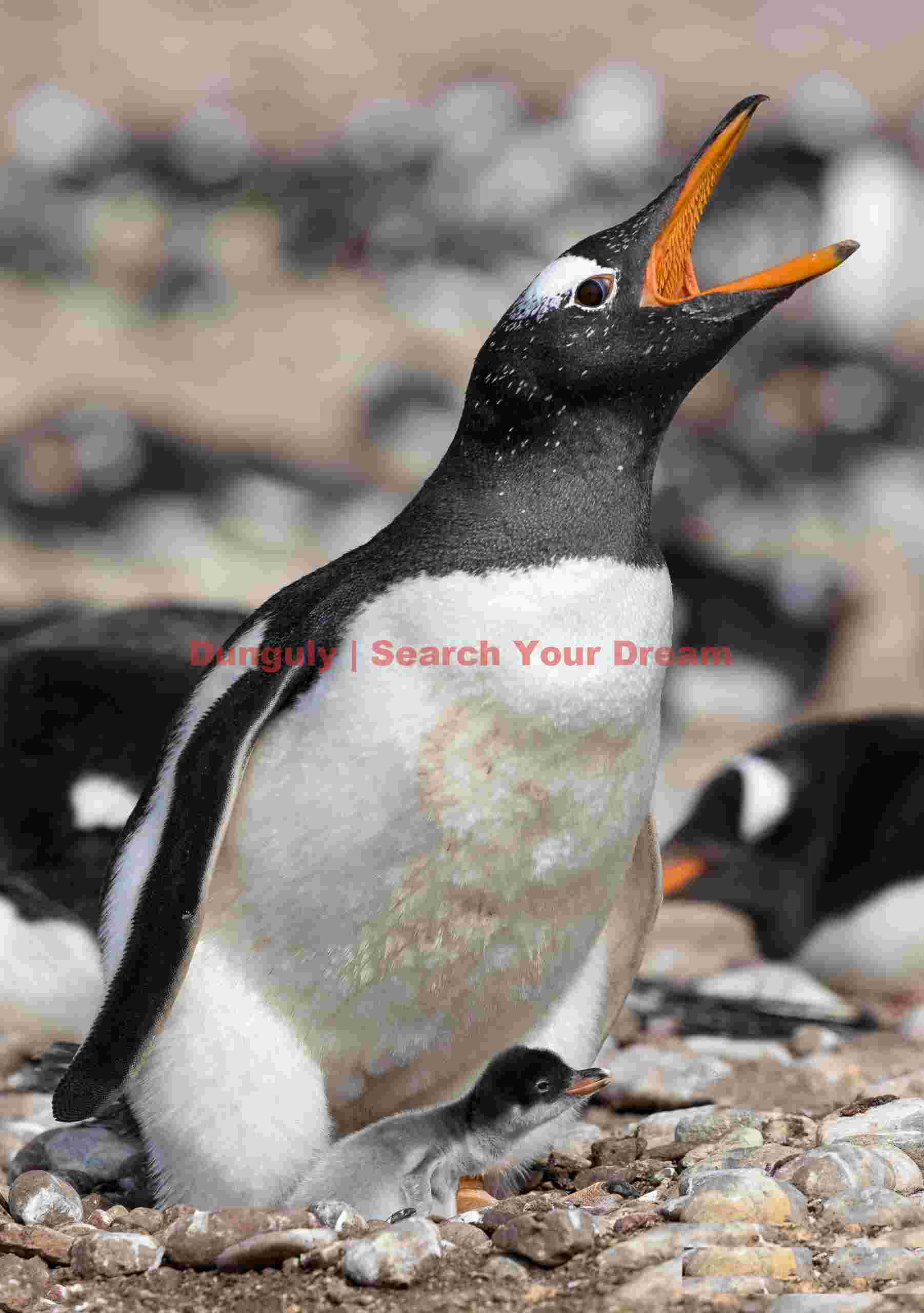 Gentoo penguin with chick; Steeple Jason, Falkland Islands Gentoo penguin with chick