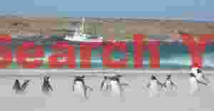 Gentoo penguins and Hans Hansson