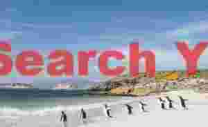 Gentoo penguins heading in a line down the beach
