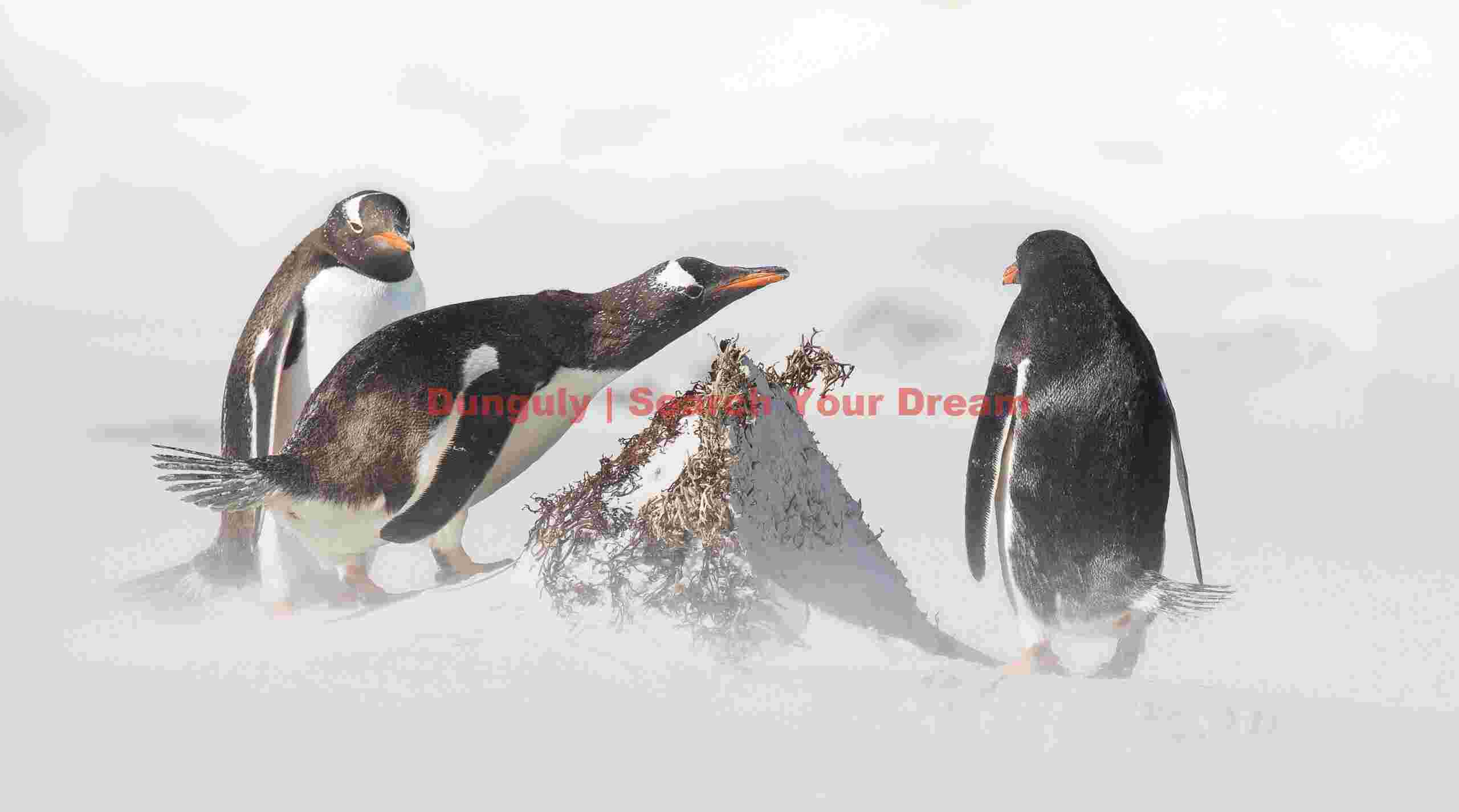 Gentoo penguins squabbling over a cone of seaweed; Volunteer Lagoon, East Falkland Gentoo penguins squabbling over a cone of seaweed