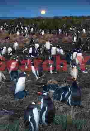 Gentoo penguins under full moon