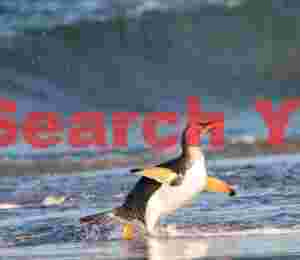 Gentoo penguinwith blue wave backdrop
