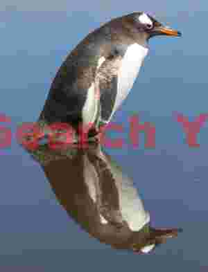 Gentoo reflection in blue