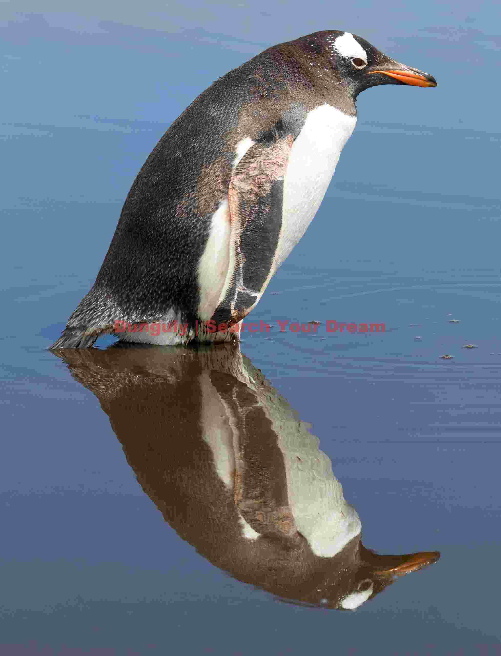 Gentoo reflection in blue; Sea Lion Island, Falkland Islands Gentoo reflection in blue