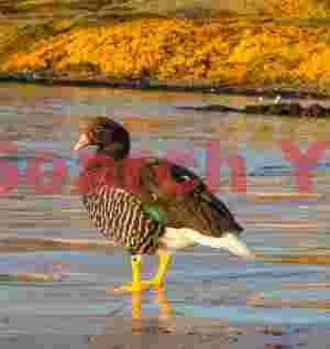 Goose by warm, early moring light