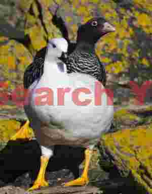 Goose pair on yellow rocks