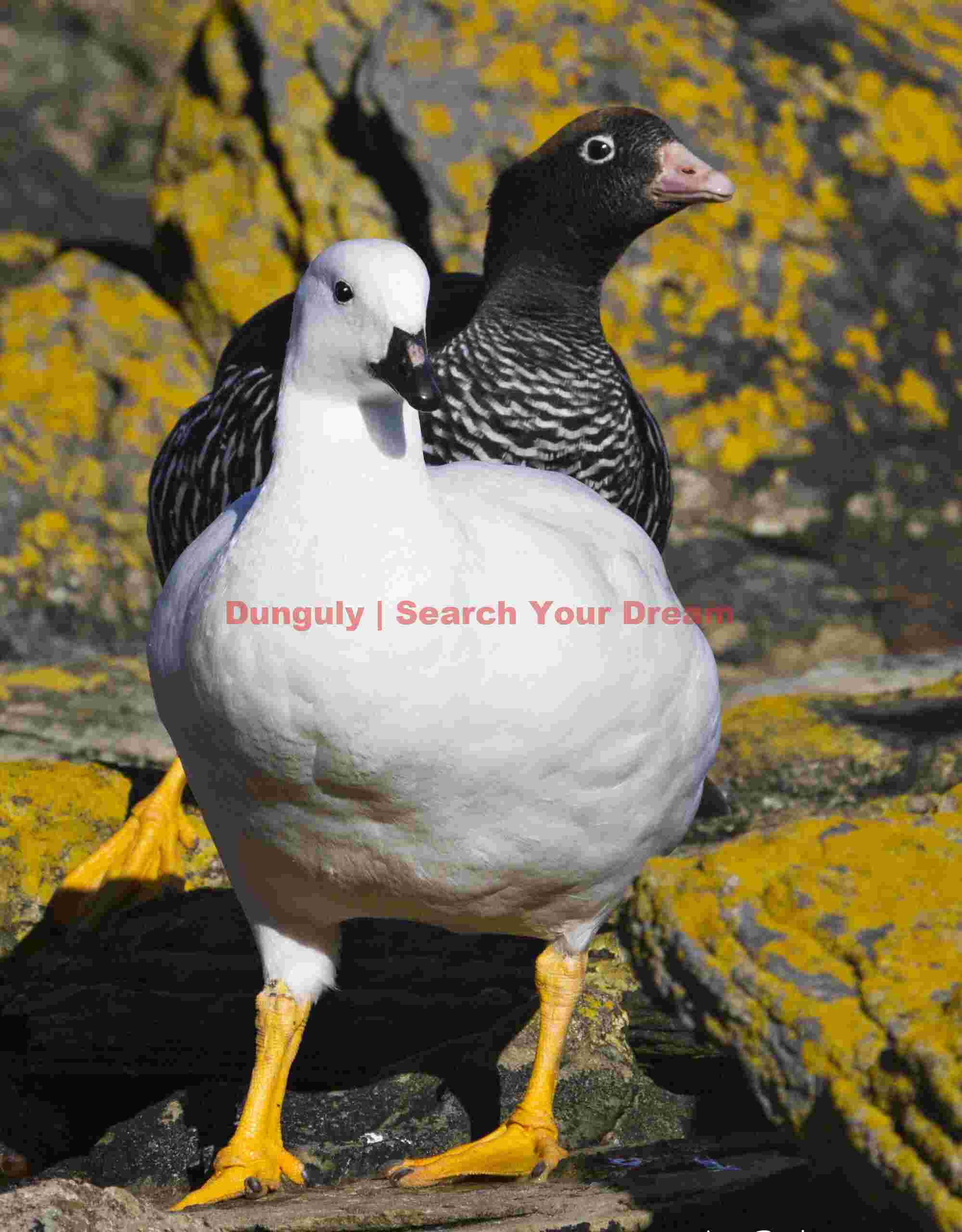 Goose pair on yellow rocks; Falkland Islands Goose pair on yellow rocks
