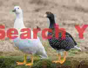 Greater kelp geese pair